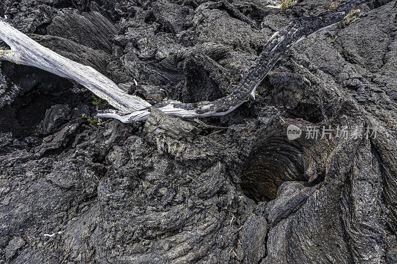 Pahoehoe lava limb cast，是一种玄武岩熔岩，有一个光滑的，翻腾的，起伏的，或绳索表面，已经吞没了树木或树枝已经烧毁。夏威夷火山国家公园，夏威夷，大岛